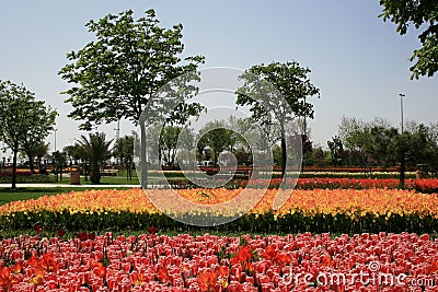 A view of red and orange colored tulips in a big city garden in Istanbul in spring time Stock Photo