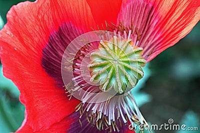 VIEW OF RED POPPY FLOWER WITH MISSING PETAL Stock Photo