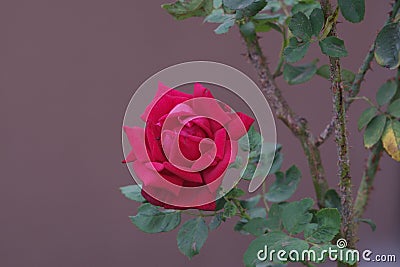 View of red rose against blurred gray background Stock Photo