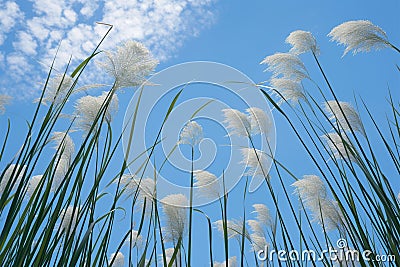 view Reed flower against bright blue sky Phragmites australis bottom view Stock Photo