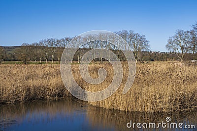 Reed near Wiesbaden-Schierstein Stock Photo