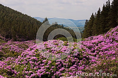 View on rhododendron blossom at the vee, ireland Stock Photo