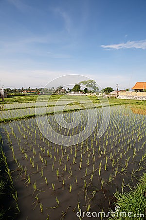 Rice field. Stock Photo