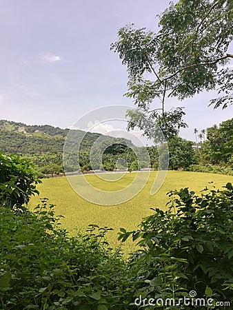 View of rice field and mountains Stock Photo