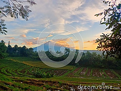 a view of the rice fields with the setting sun and coconut trees in the background Stock Photo