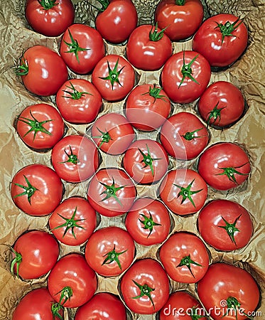 View of ripe tomatoes that are each in a separate paper cell in rows in a drawer. Stock Photo