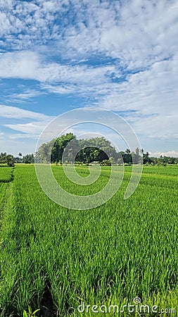 View of rive fields with lush green rice Stock Photo