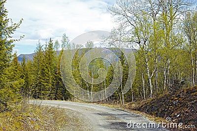 View of a road and green vegetation leading to a secluded area in Nordland. Big green trees surrounding an empty street Stock Photo