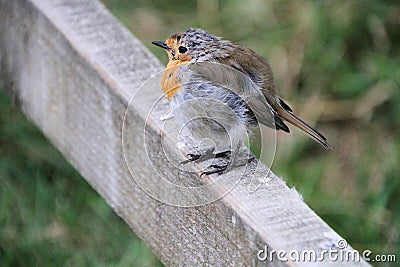 A view of a Robin Stock Photo