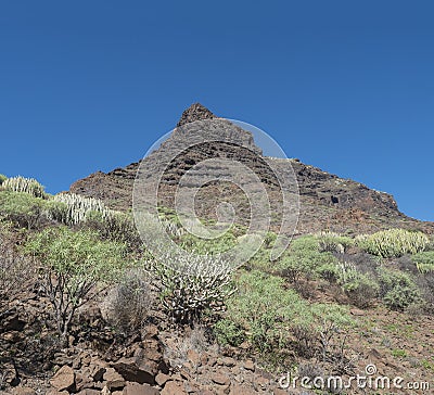 View of rocky mountain peak at Barranco de Guigui Grande. Arid subtropical landscape of ravine with cacti and succulent Stock Photo