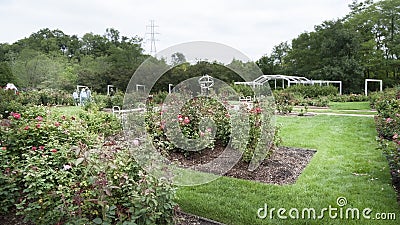 Lauritzen Gardens, Omaha, Nebraska, Rose Garden Editorial Stock Photo