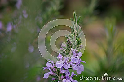 The view of rosemary flowering branches in bloom Stock Photo