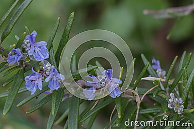 The view of rosemary flowering branches in bloom Stock Photo