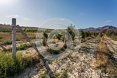 View on rows of grape vines hanging on supporting wires and concrete poles Stock Photo