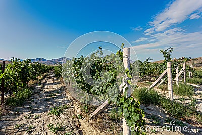 View on rows of grape vines hanging on supporting wires and concrete poles Stock Photo