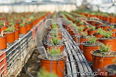 Oregano seedlings in greenhouse Stock Photo