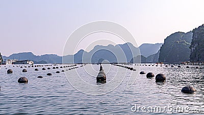 View at a rows of round black buoys holding cages with oysters at a pearl farm Stock Photo