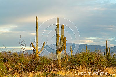 View of sabino national park in tuscon arizona in late evening sunset with saguaro cactuses and native grass and shrubs Stock Photo