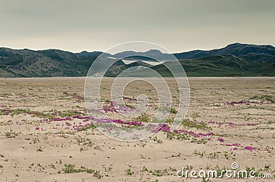 View through the Sandflugtdalen desert valley towards the mountains and Greenlandic icecap, pink flowers in the middle of the Stock Photo