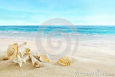 Tropical beach. Shells on the sand. Stock Photo