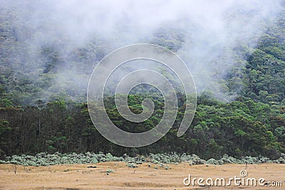 view of the savanna landscape with a beautiful color combination Stock Photo