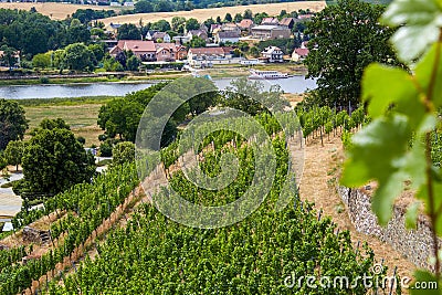 View from a Saxon vineyard on the Elbe Stock Photo