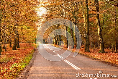 View of a scenic road and trees in a forest leading to a secluded area during autumn. Woodland surrounding an empty Stock Photo