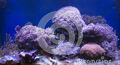 View of a sea coral aquarium Stock Photo