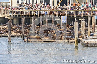 View on sea lions with many tourist at Pier 39, San Francisco Editorial Stock Photo