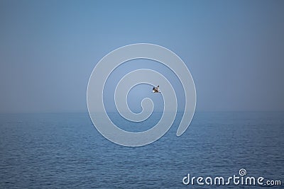 View at the seagull flying with atlantic ocean as background, Portugal Stock Photo