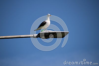 A view of a Seagull Stock Photo