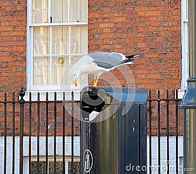 A view of a Seagull Stock Photo