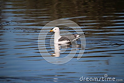 A view of a Seagull Stock Photo