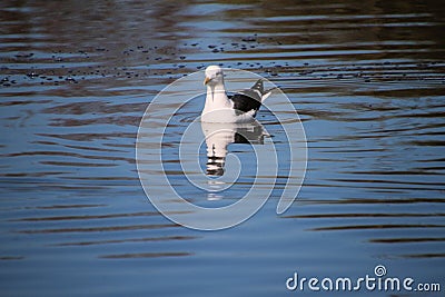 A view of a Seagull Stock Photo