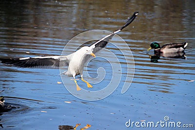 A view of a Seagull Stock Photo