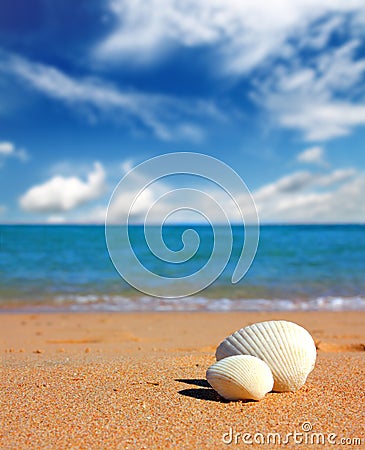 View on seashells on beach Stock Photo