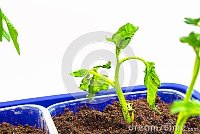 View of several seedlings of tomatoes in tray for sprout in greenhouse. White background Stock Photo