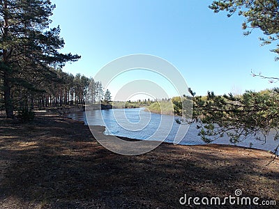 The view of shadow pine forest bank of the river. Stock Photo