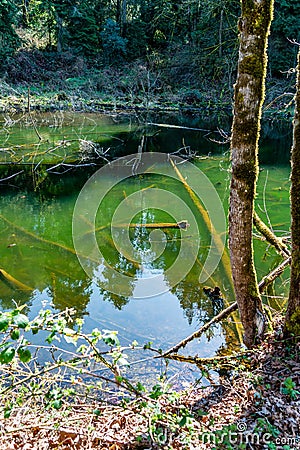 Cedar River Pond 2 Stock Photo