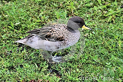 A view of a Sharp Winged Teal Stock Photo