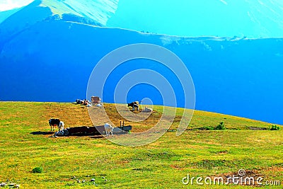 View at a Sibillini mountain ridge, meadows and bovines Stock Photo