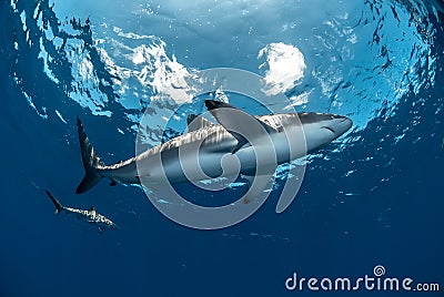 View of a silky shark from bellow Stock Photo