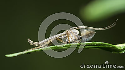 Buzzer Midge (Chironomus Plumosus) on a leaf Stock Photo