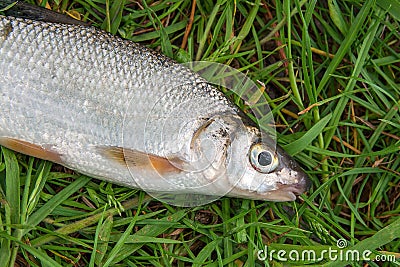 View of single freshwater common nase fish on green grass. Stock Photo