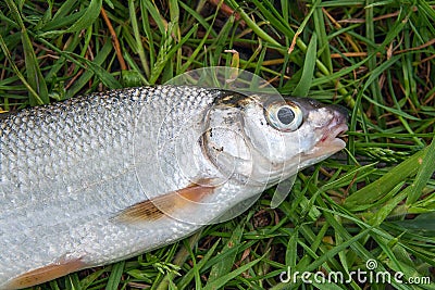 View of single freshwater common nase fish on green grass. Stock Photo