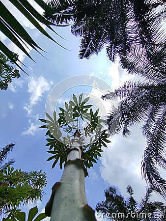 view of the sky and cassava trees Stock Photo