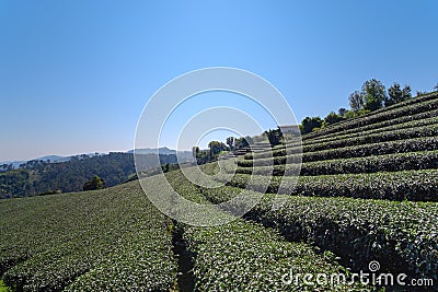 View of slope valley filled with tea plantations Stock Photo