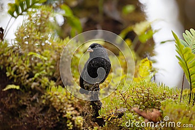 View of Small Ground Finch Geospiza fuliginosa in the Galapagos Stock Photo