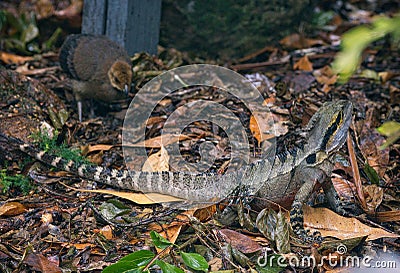 View of small lizard in the forest park at Lone Koala Sanctuary, Brisbane Stock Photo