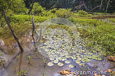 View of a small pond with undisturbed lily pads Stock Photo